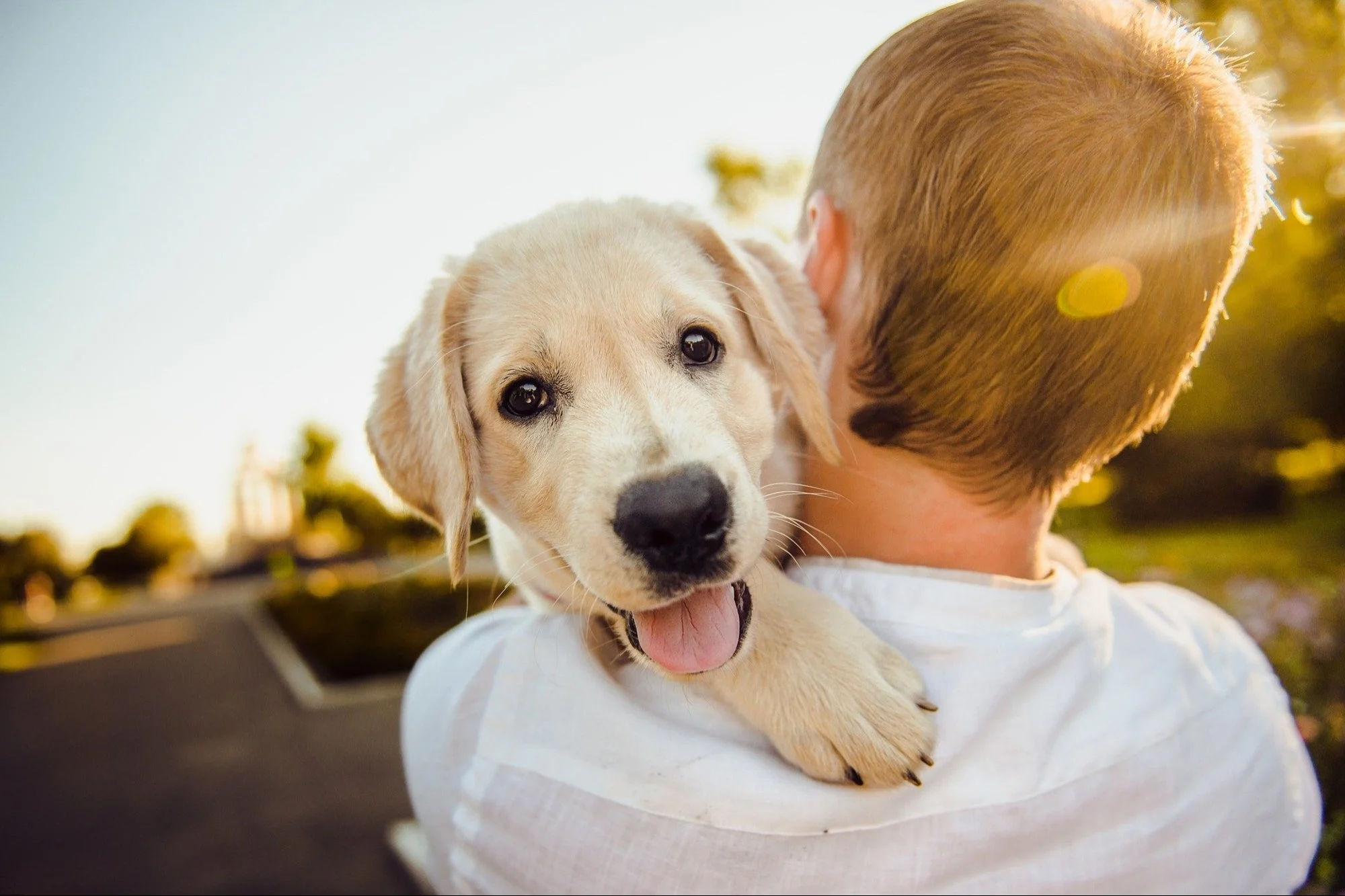 Strengthen Bond And Communicate Better With Your Dog