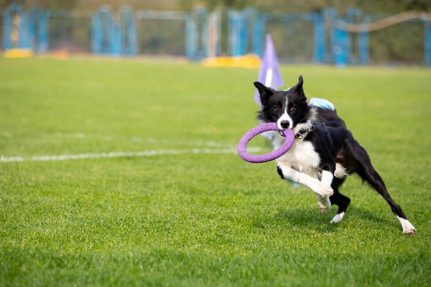 The Ultimate Guide to Pet-Friendly Events This Spring