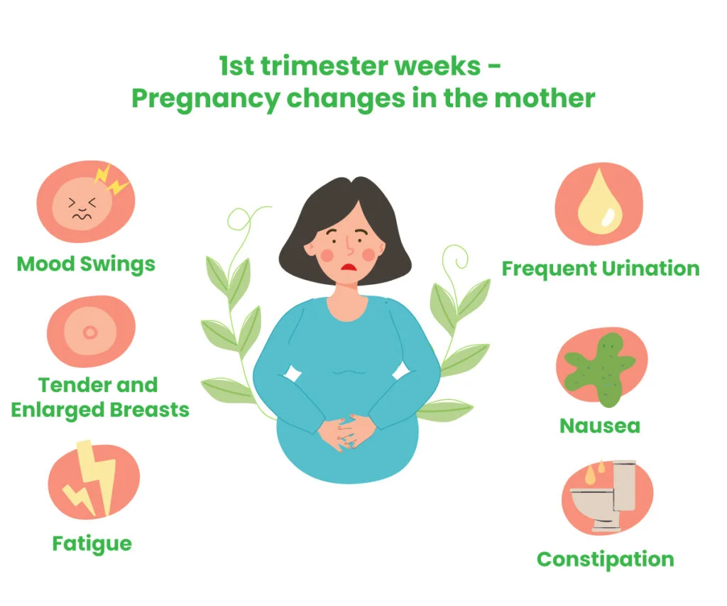 First Trimester Changes During Pregnancy