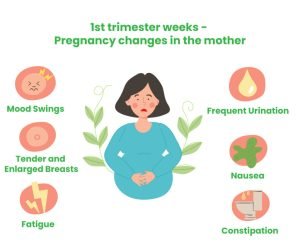First Trimester Changes During Pregnancy